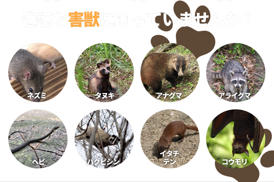 迷惑な害獣に困っていませんか？